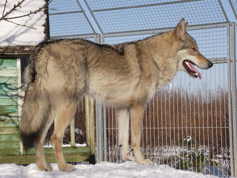 Wolfdog Kalisha